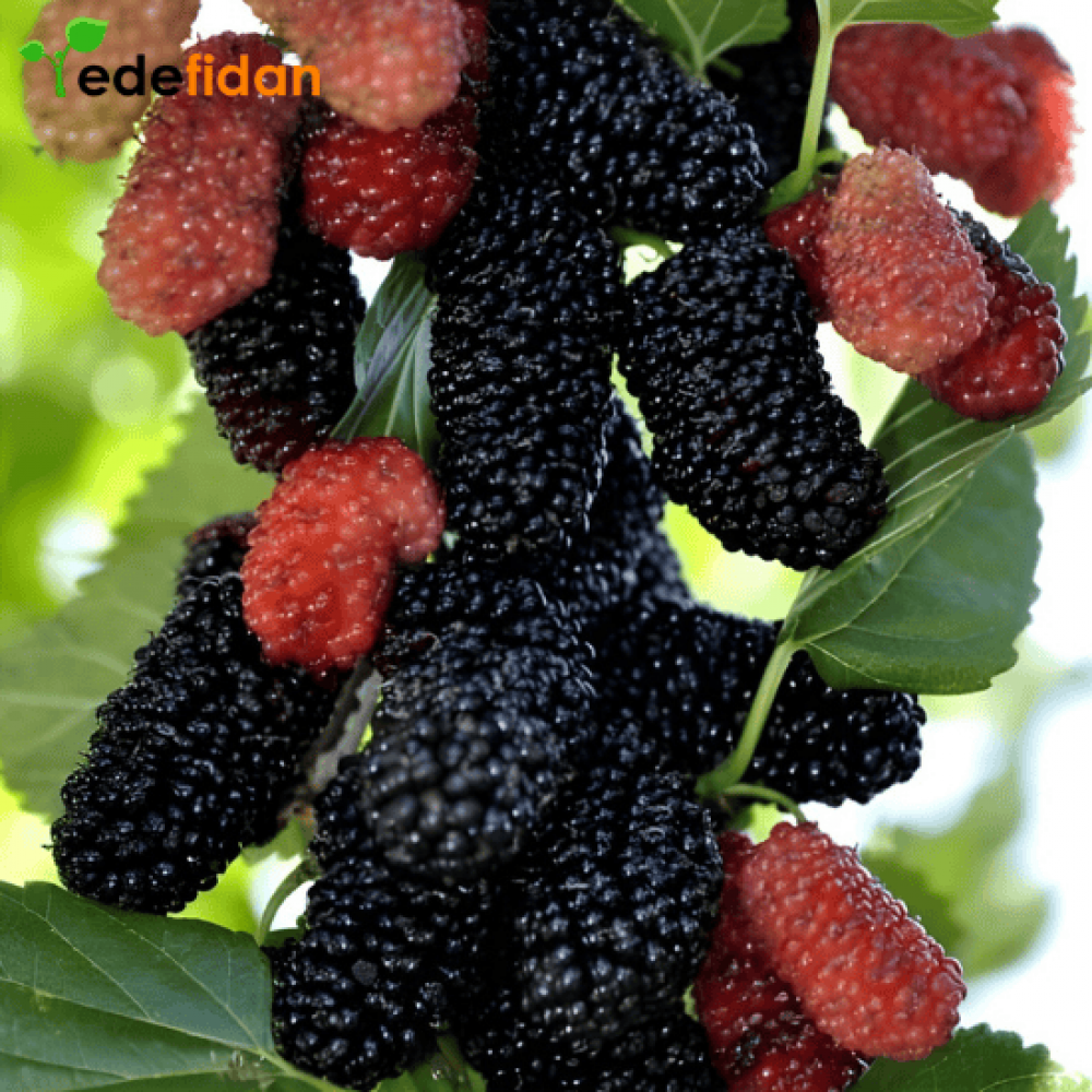 Avustralya Kara Dut Fidanı